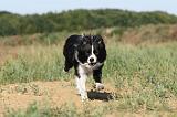 BORDER COLLIE 289